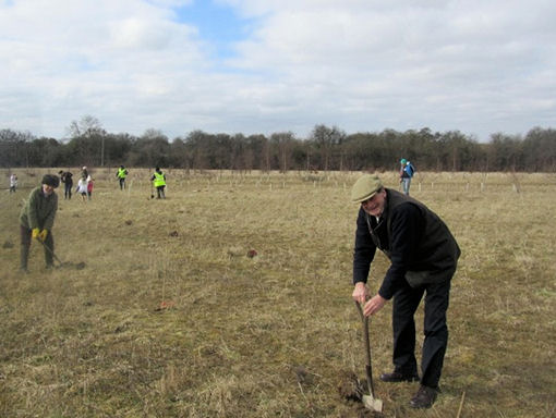 Tree Planting 7