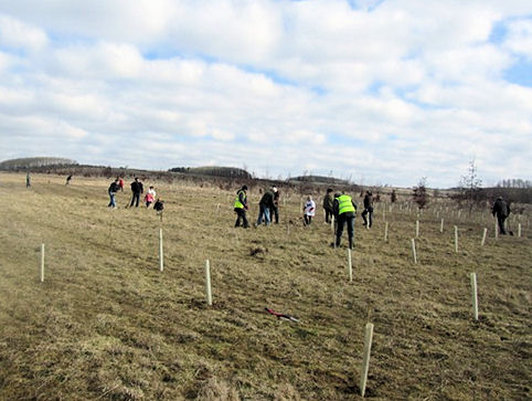 Tree Planting 2